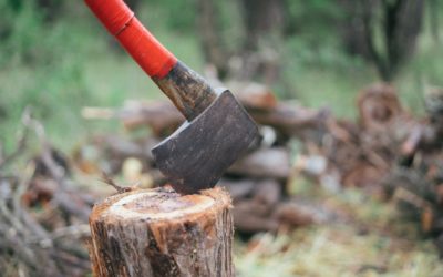 What to Look For in Hiring Tree Care Companies