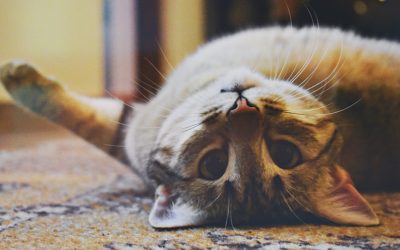 Number of Reasons to Hire Professional Carpet Cleaning Services