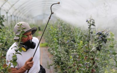 The Basics of Pest Control Services – Why Pest Control is Necessary for Your Home