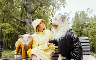 The Most Effective Flea Collars For Dogs 