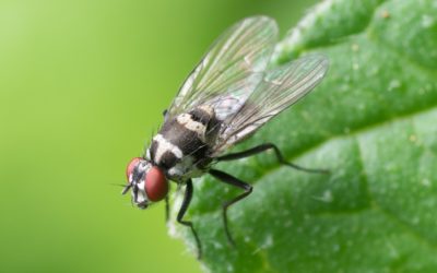 How to Get Rid of Pests Fast and Naturally