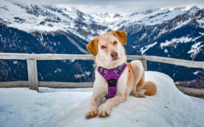 Nutrient-Rich Dog Shampoo for Healthy Skin and Fur