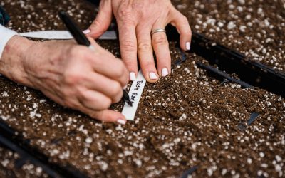 8 Easy Steps to Planting Soil Pots and Beds